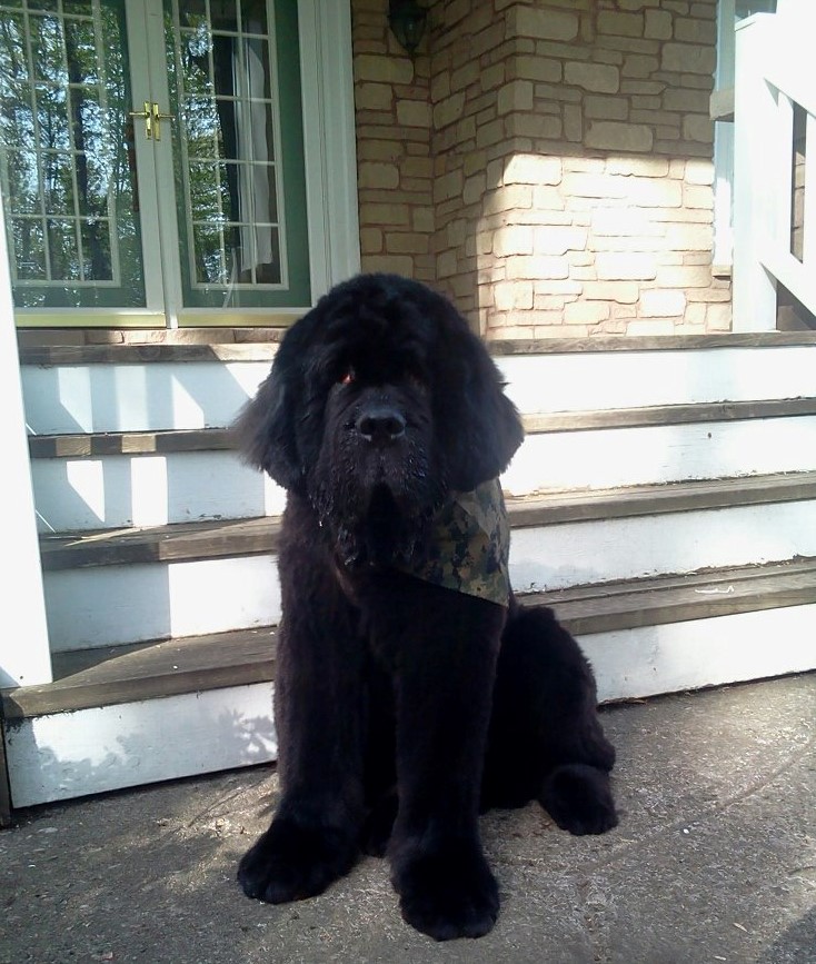 big black dog by stairs